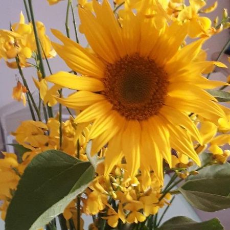 Il Girasole Del Lago Piediluco Buitenkant foto